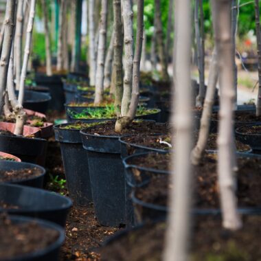trees growing in pots